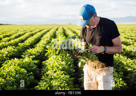 Mature man holding green plant Banque D'Images