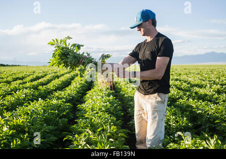 Mature man holding green plant Banque D'Images