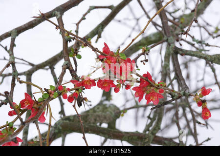 Fleurs de camélia rouge en hiver Banque D'Images