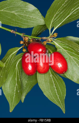 Cherry en cornaline, fruits, Kornel-Kirsche Kornellkirsche ...