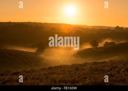 Lever du soleil au-dessus des collines avec Heather fleurs avec des bancs de brouillard dans les vallées, Veluwe ( Pays-Bas ), pleine d'atmosphère. Banque D'Images