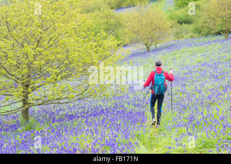 Mâle mature walker, randonneur sur sentier par Bluebells à Newton de bois, près de Roseberry Topping, North York Moors National Park. UK Banque D'Images