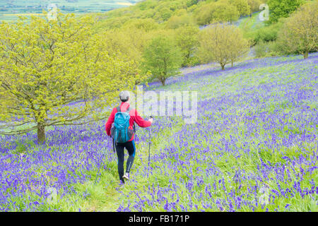 Mâle mature walker, randonneur sur sentier par Bluebells à Newton de bois, près de Roseberry Topping, North York Moors National Park. UK Banque D'Images