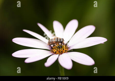 ERISTALIS PERTINAX HOVERFLY REPOSANT SUR OSTEOSPURMUM DAME LEITRIM Banque D'Images