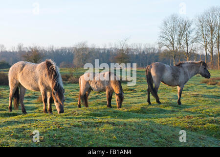 Tarpans (Equus ferus ferus), du rétrocroisement, Wacholderhain Haselünne, Emsland, Basse-Saxe, Allemagne Banque D'Images