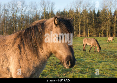 Tarpans (Equus ferus ferus), du rétrocroisement, Wacholderhain Haselünne, Emsland, Basse-Saxe, Allemagne Banque D'Images