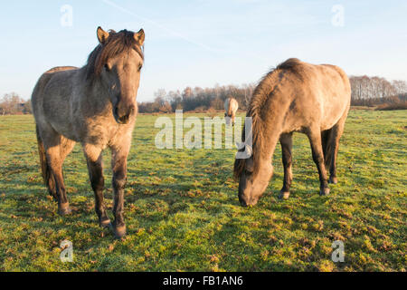 Tarpans (Equus ferus ferus), du rétrocroisement, Wacholderhain Haselünne, Emsland, Basse-Saxe, Allemagne Banque D'Images