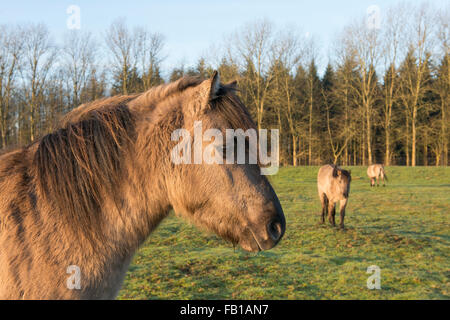 Tarpans (Equus ferus ferus), du rétrocroisement, Wacholderhain Haselünne, Emsland, Basse-Saxe, Allemagne Banque D'Images