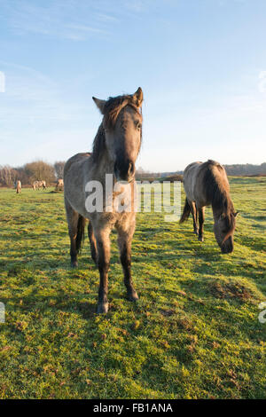 Tarpans (Equus ferus ferus), du rétrocroisement, Wacholderhain Haselünne, Emsland, Basse-Saxe, Allemagne Banque D'Images