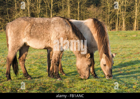 Tarpans (Equus ferus ferus), du rétrocroisement, Wacholderhain Haselünne, Emsland, Basse-Saxe, Allemagne Banque D'Images