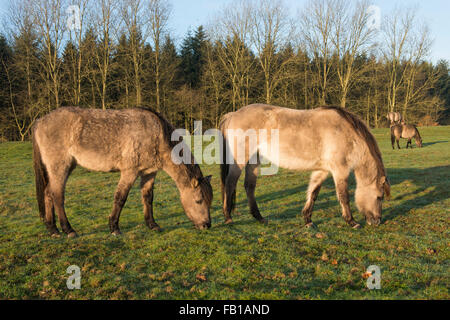 Tarpans (Equus ferus ferus), du rétrocroisement, Wacholderhain Haselünne, Emsland, Basse-Saxe, Allemagne Banque D'Images