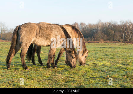 Tarpans (Equus ferus ferus), du rétrocroisement, Wacholderhain Haselünne, Emsland, Basse-Saxe, Allemagne Banque D'Images