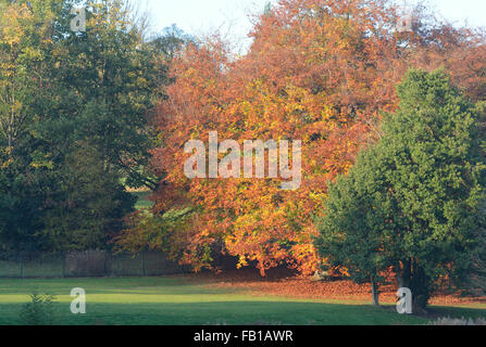 Arbre d'automne chez les verts, Nottingham, Angleterre. Banque D'Images