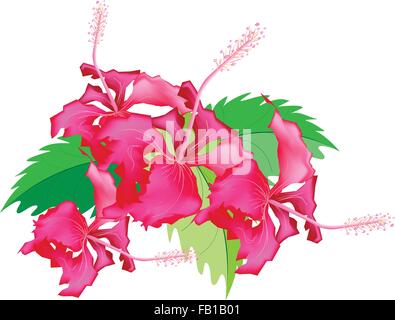 Belle Fleur, Illustration Groupe de fleurs d'Hibiscus rouge frais ou Bendahara sur Vert feuilles isolées sur fond blanc Illustration de Vecteur