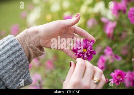 Close up of womans mains tendant en fleurs jardin bio Banque D'Images