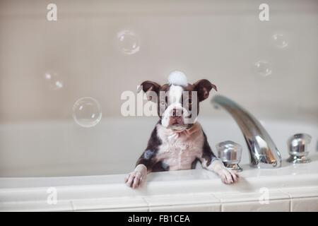 Boston Terrier puppy à bath avec de l'eau savonneuse sur la tête, looking at camera Banque D'Images