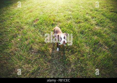 High angle view of Boston Terrier puppy on grass looking at camera Banque D'Images