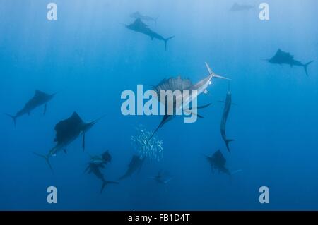 Vue sous-marine d'un groupe de voiliers regroupant l'île de Contoy, haut-fond de la sardine, Quintana Roo, Mexique Banque D'Images