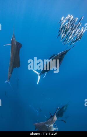 Vue sous-marine d'un groupe de voiliers regroupant l'île de Contoy, haut-fond de la sardine, Quintana Roo, Mexique Banque D'Images