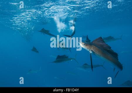 Vue sous-marine d'un groupe de voiliers regroupant les sardines haut-fond en surface, l'île de Contoy, Quintana Roo, Mexique Banque D'Images