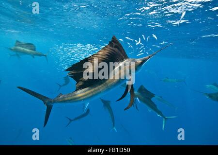 Vue sous-marine d'un groupe de voiliers regroupant les sardines haut-fond en surface, l'île de Contoy, Quintana Roo, Mexique Banque D'Images