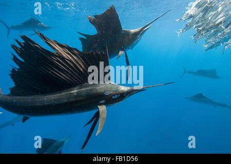 Vue sous-marine d'un groupe de voiliers regroupant shoal sardine vers la surface, l'île de Contoy, Quintana Roo, Mexique Banque D'Images