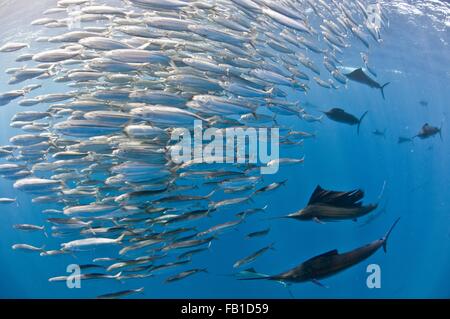 Vue sous-marine du groupe de voiliers regroupant de grands bancs de sardines, l'île de Contoy, Quintana Roo, Mexique Banque D'Images