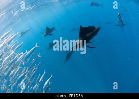 Vue sous-marine de grand groupe de voiliers regroupant près de Shoal sardine, surface de l'Île Contoy, Quintana Roo, Mexique Banque D'Images