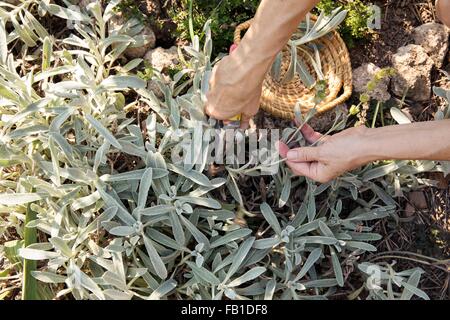 Femme mature jardinage, atelier de découpe avec des sécateurs, low section Banque D'Images