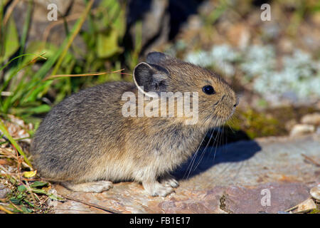 Pika américain (Ochotona princeps) originaire de régions alpines de l'Ouest Canada et nous, premières victimes des changements climatiques mondiaux Banque D'Images