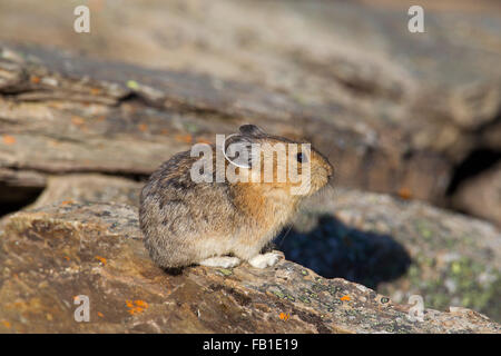 Pika américain (Ochotona princeps) originaire de régions alpines de l'Ouest Canada et nous, premières victimes des changements climatiques mondiaux Banque D'Images