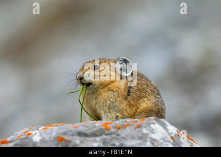 Pika américain (Ochotona princeps) originaire de régions alpines de l'Ouest Canada et nous, la collecte de la végétation en terrain rocheux Banque D'Images