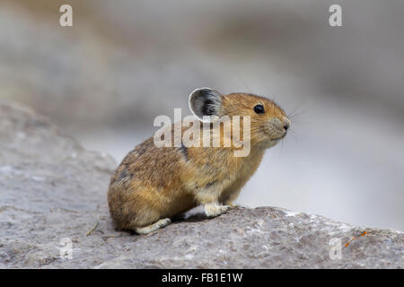 Pika américain (Ochotona princeps) originaire de régions alpines de l'Ouest Canada et nous, premières victimes des changements climatiques mondiaux Banque D'Images