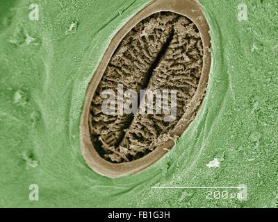 SEM de spiracle de couleur (Sphingidae) Sphinx Banque D'Images