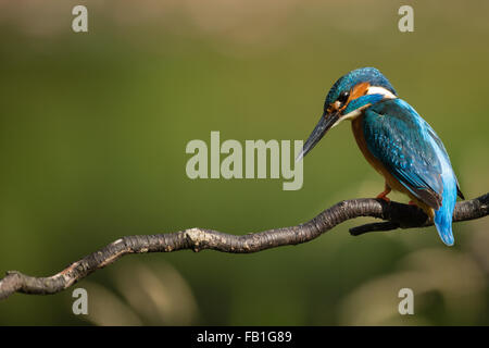 À la Direction générale de Kingfisher sur la nourriture Banque D'Images