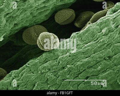 SEM de couleur de fleur d'anémone isopyre Enemion (sp) Banque D'Images