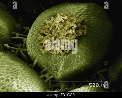 SEM de couleur de fleur d'anémone isopyre Enemion (sp) Banque D'Images