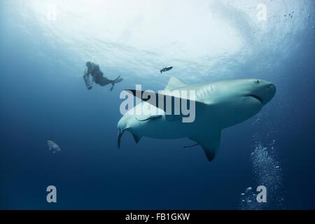 Une femelle requin taureau mi croisières l'eau pendant qu'un plongeur remonte sur l'arrière-plan, Playa del Carmen, Quintana Roo, Mexique Banque D'Images