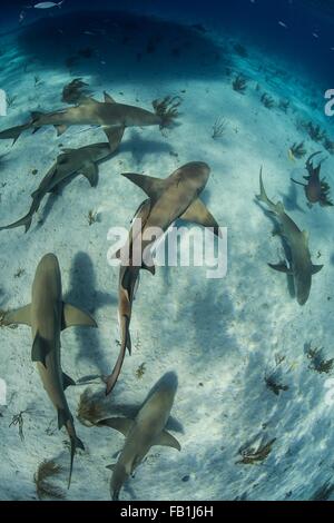 Passage sous-vue de l'école de requins citrons nager près des fonds marins, plage du Tigre, Bahamas Banque D'Images