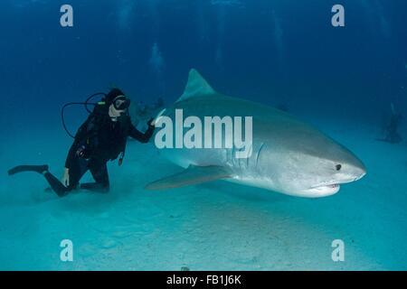 Sous-vue de scuba diver toucher requin tigre près de fond marin, plage du Tigre, Bahamas Banque D'Images