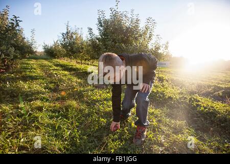 Garçon dans orchard se ramasser de l'herbe apple Banque D'Images