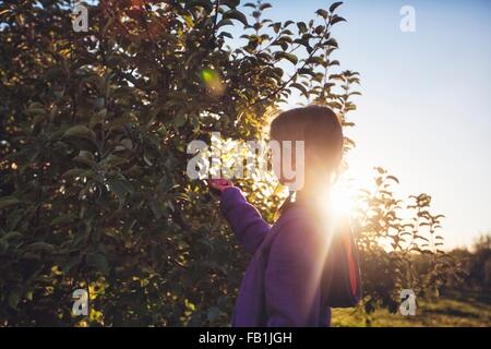 Vue latérale du girl in orchard picking de apple tree Banque D'Images