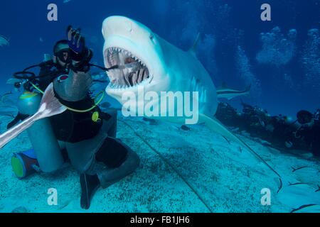 L'alimentation à la main de maître de plongée shark bull femelle, Playa del Carmen, Quintana Roo, Mexique Banque D'Images