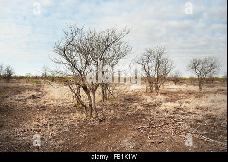La sécheresse a forêt. Le KwaZulu-Natal et Mpumalanga été déclarée zone sinistrée en raison d'une grave sécheresse en Afrique du Sud Banque D'Images