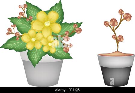 Belle Fleur, Illustration de deux Simpor Dillenia fleurs ou des fleurs sur des feuilles vertes dans les pots de fleurs en terre cuite pour le jardin de Illustration de Vecteur