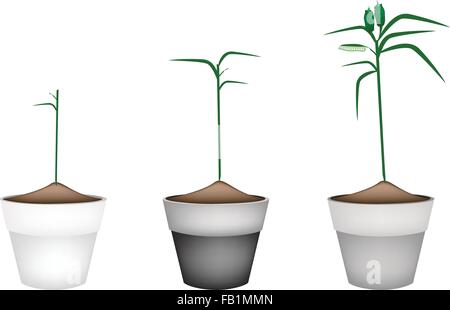 De légumes et d'herbes, Illustration de dosettes et laisser sur le sésame plante en pots de fleurs en terre cuite pour décoration de jardin. Illustration de Vecteur