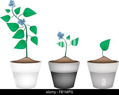 Illustration de légumes frais, haricot ailé, Goa ou haricots Haricots inclinés quatre avec des feuilles vertes et de s'épanouir en fleur en terre cuite Po Illustration de Vecteur