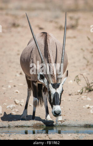 Ou gemsbuck gemsbok (Oryx gazella) boire au waterhole, Kgalagadi Transfrontier Park, Northern Cape, Afrique du Sud Banque D'Images