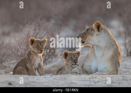 Lioness (Panthera leo) avec deux oursons, Kgalagadi Transfrontier Park, Northern Cape, Afrique du Sud Banque D'Images