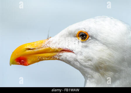 Close up of Western Gull (Larus occidentalis) Banque D'Images